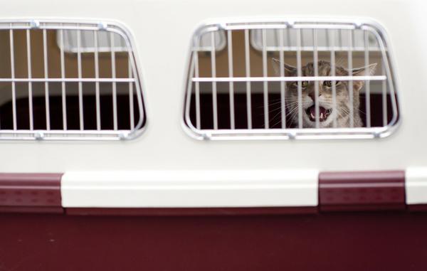 transportery dla kotów